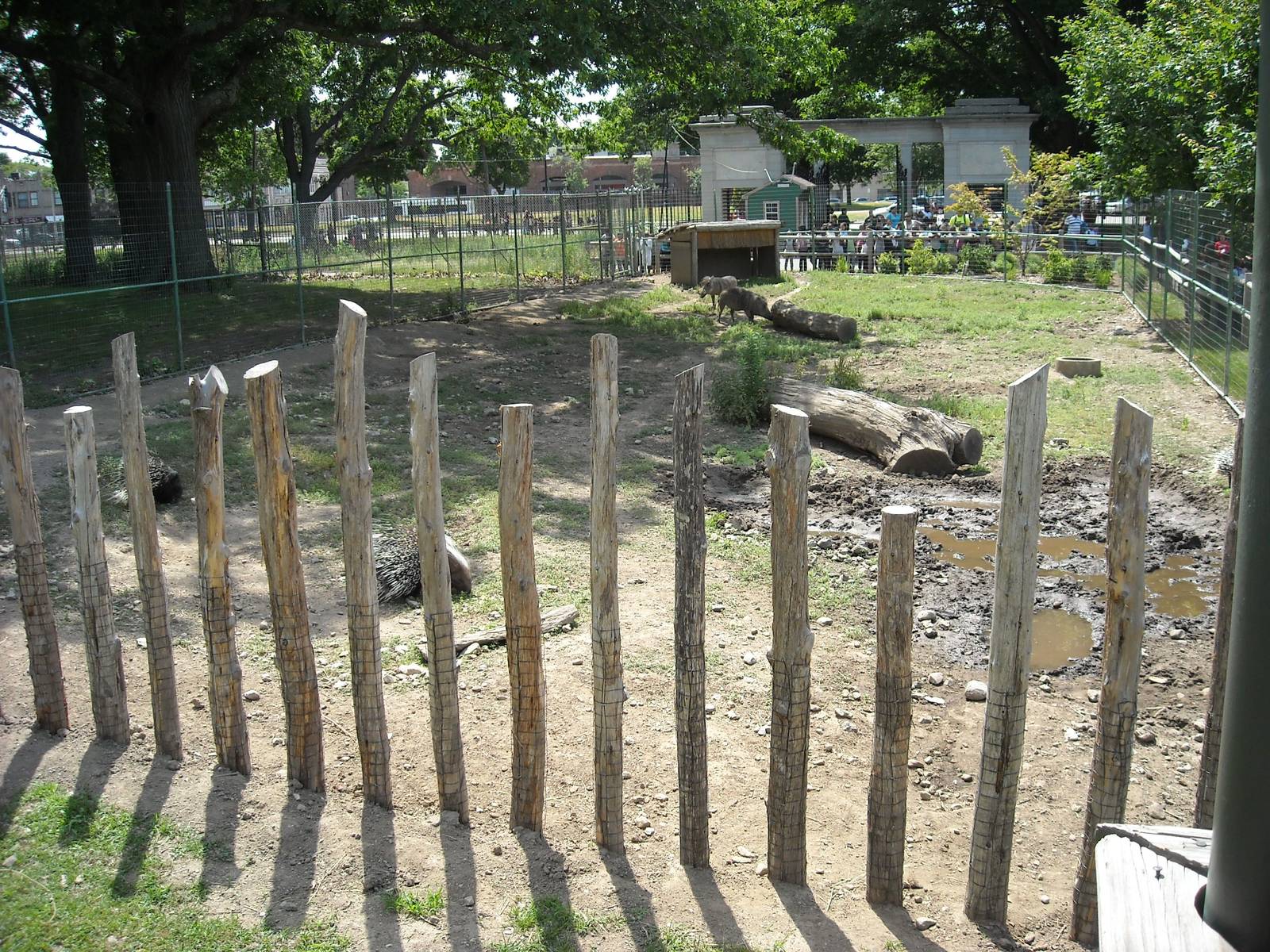 African crested porcupine and warthog exhibit