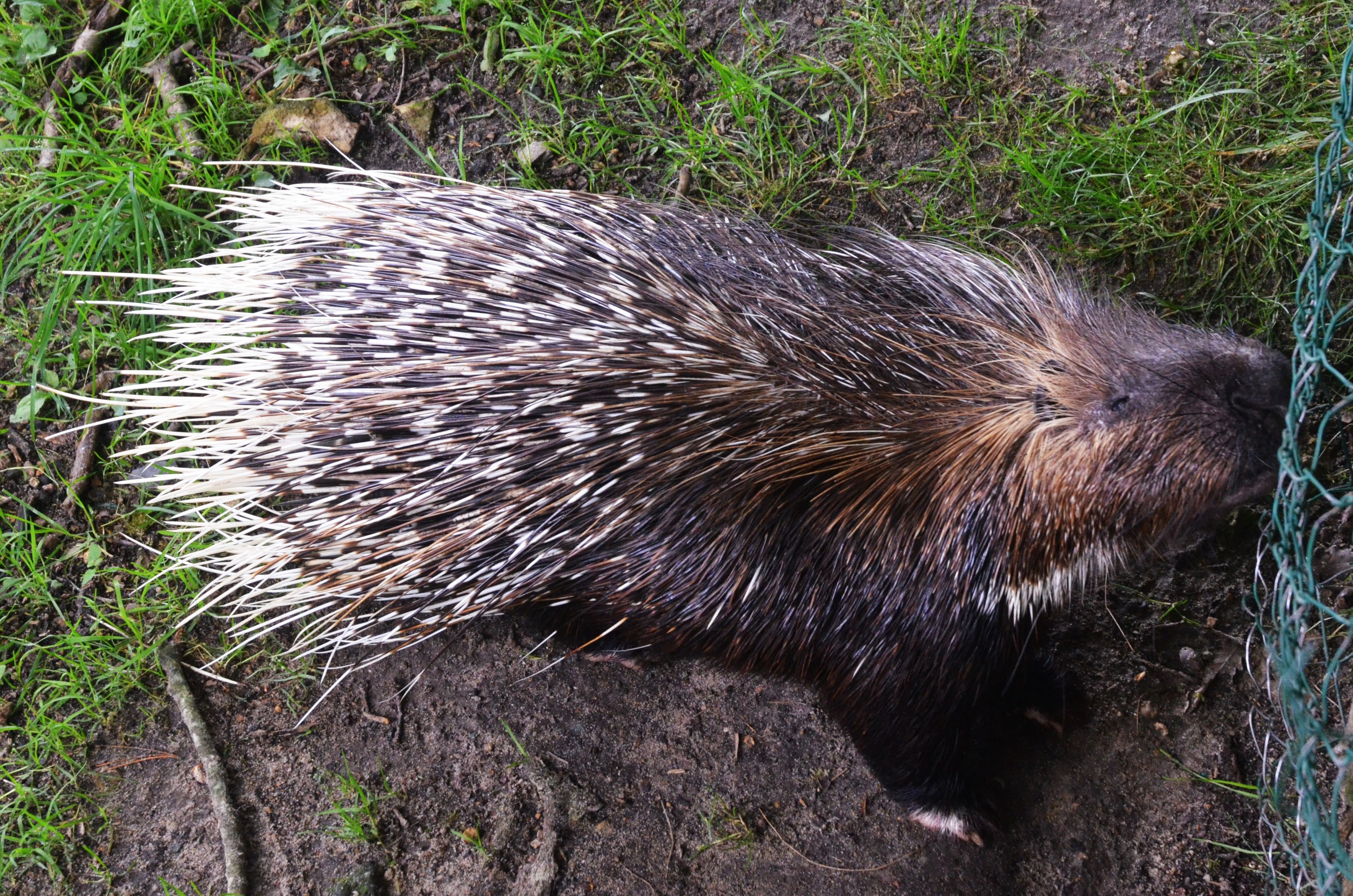 African Crested Porcupine at Pescheray, 13/06/18