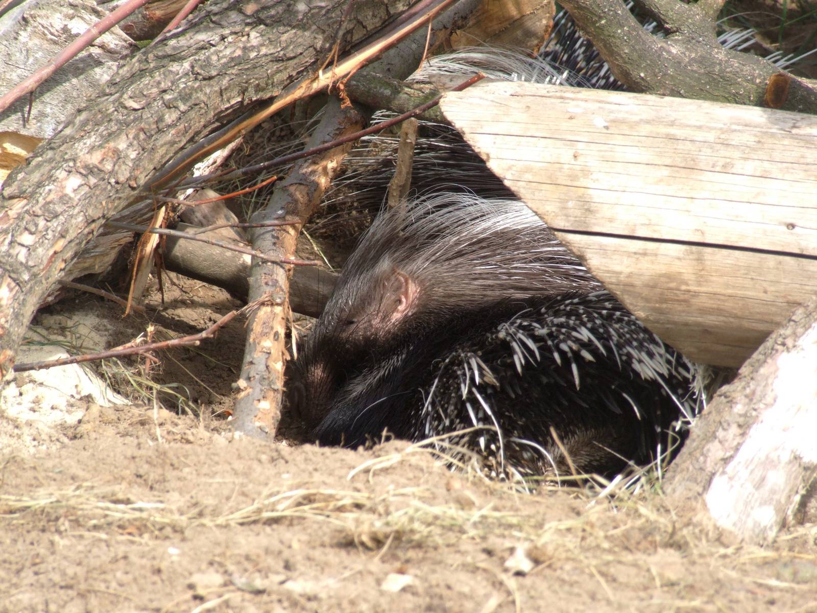 African Crested Porcupine at Woburn, 01/09/13
