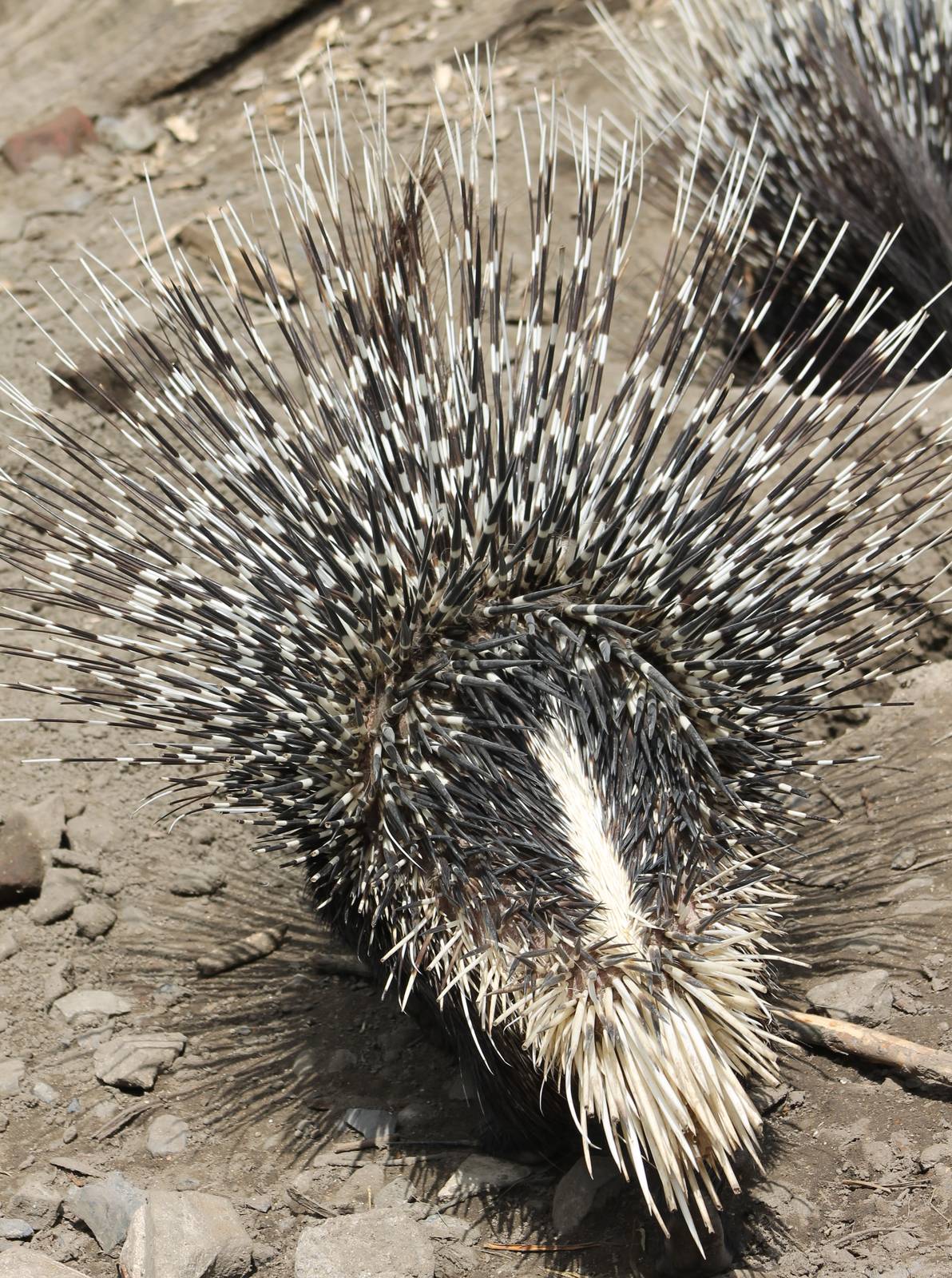 African crested porcupine - backside....