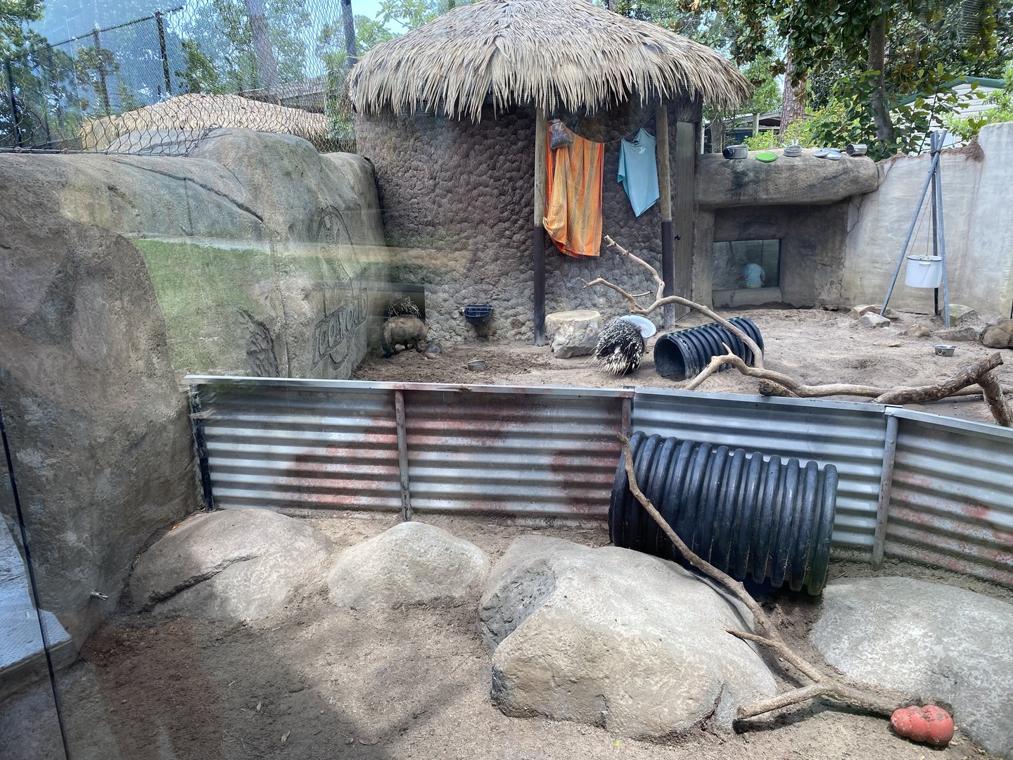 African Crested Porcupine/Bat-Eared Fox - 6/22/2023