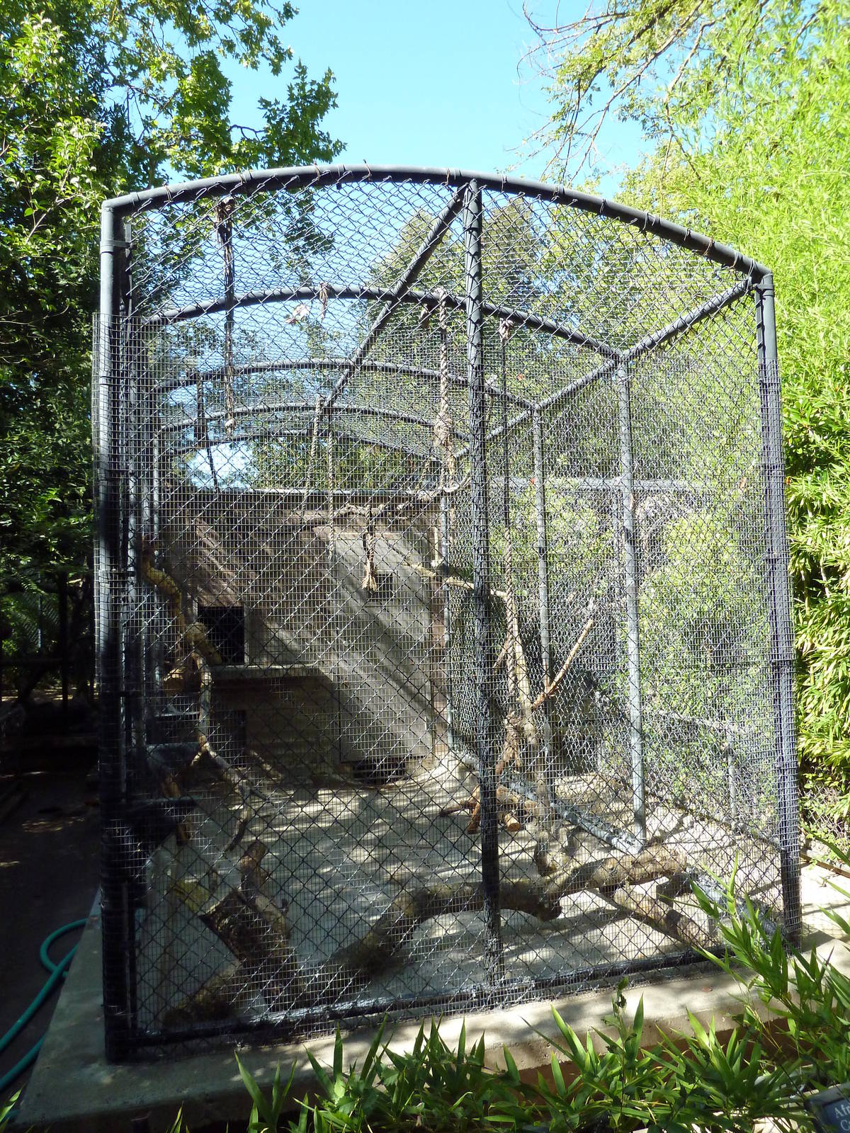 African Crested Porcupine Cage