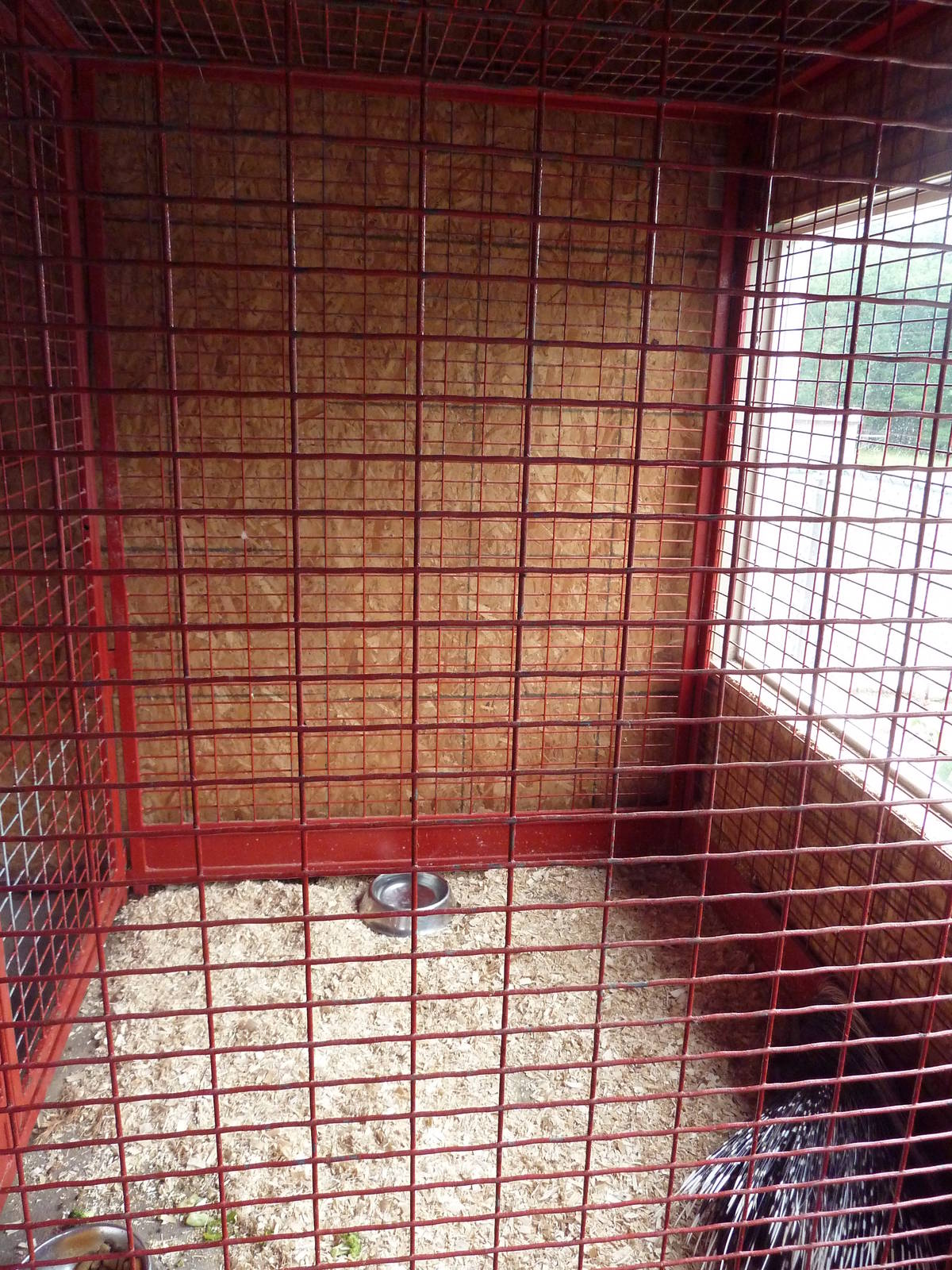 African Crested Porcupine Cage