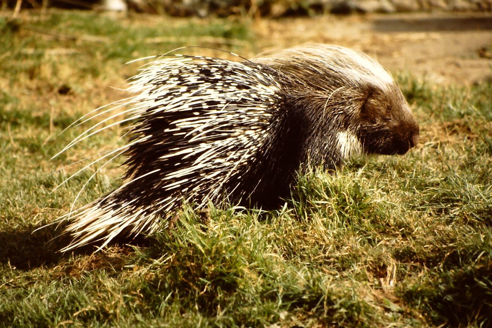 African Crested Porcupine Chester Zoo 9th October 2002