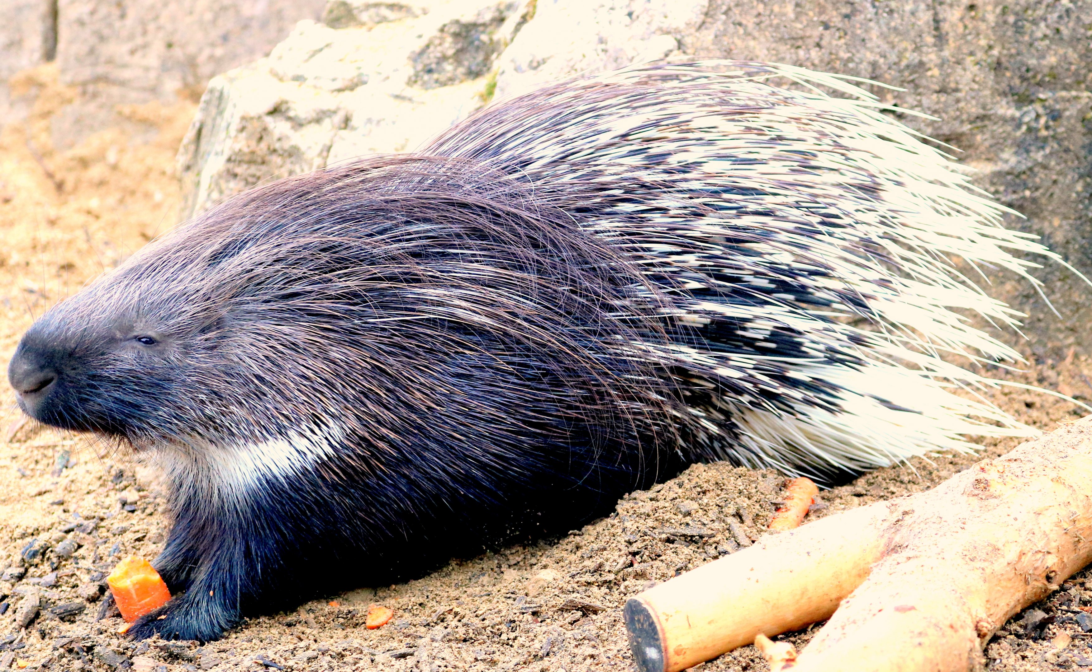 African crested porcupine: Cotswolds: 12th August 2018