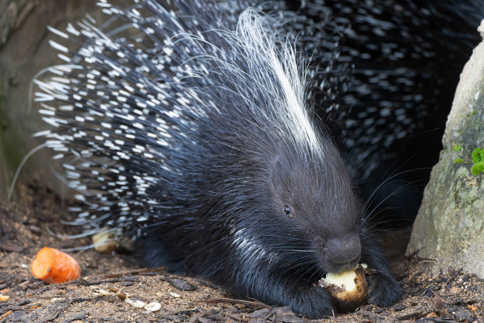 African crested porcupine, CWP, UK