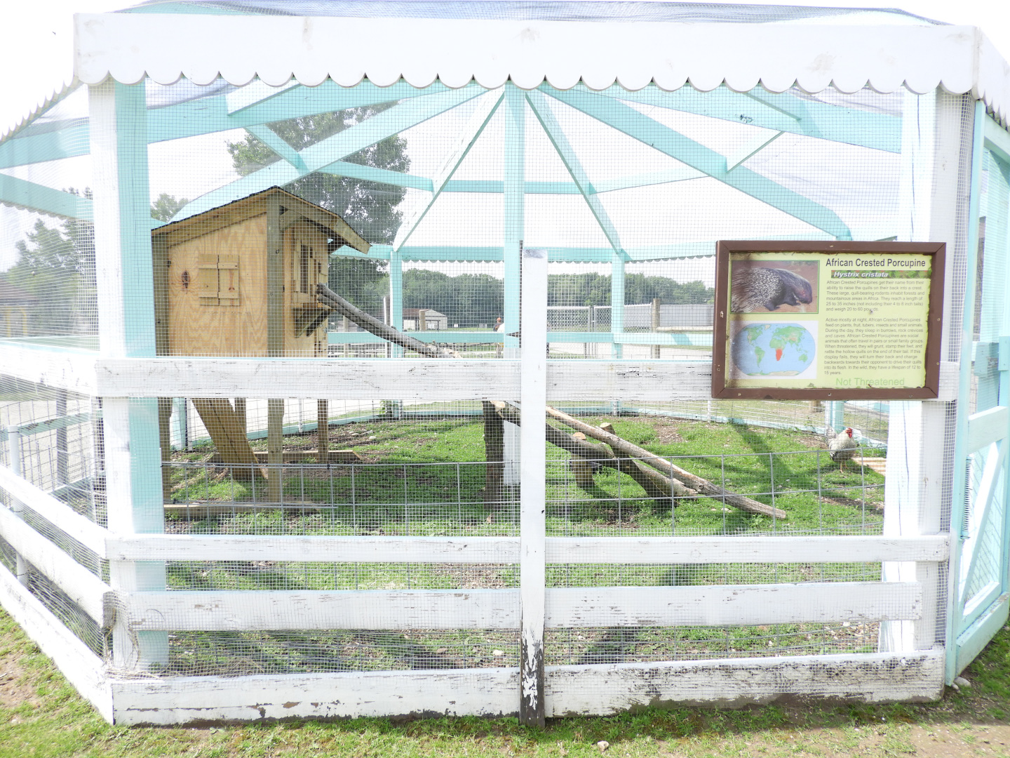 African Crested Porcupine/Domestic Chicken exhibit - Baby Barn - Animal Gardens Petting Zoo