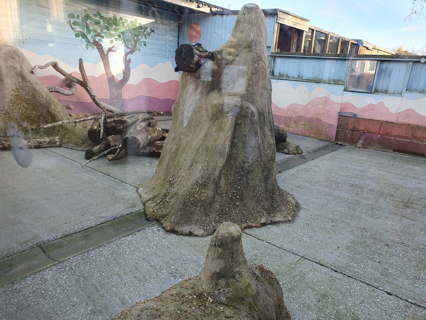 African Crested Porcupine enclosure 25/11/23