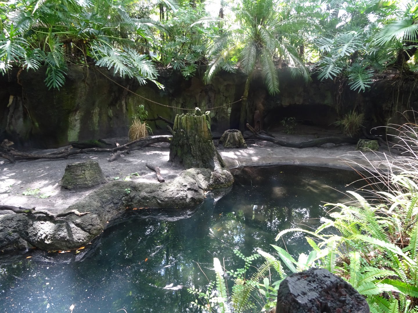 African Crested Porcupine Enclosure at Disney's Animal Kingdom (2014)