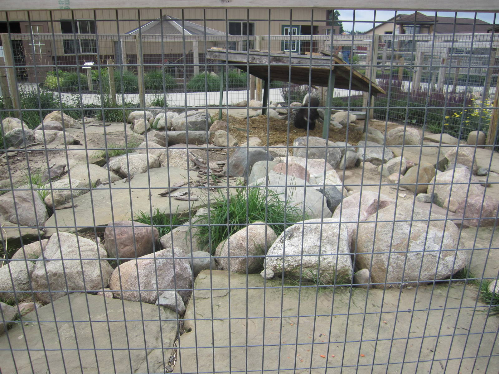 African Crested Porcupine Enclosure