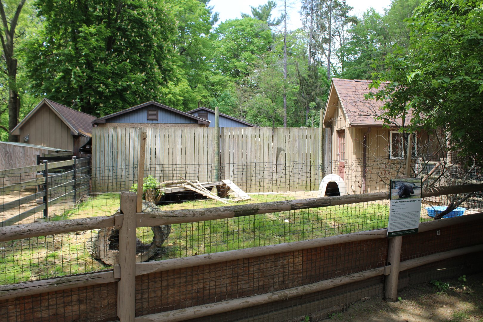 African Crested Porcupine Enclosure