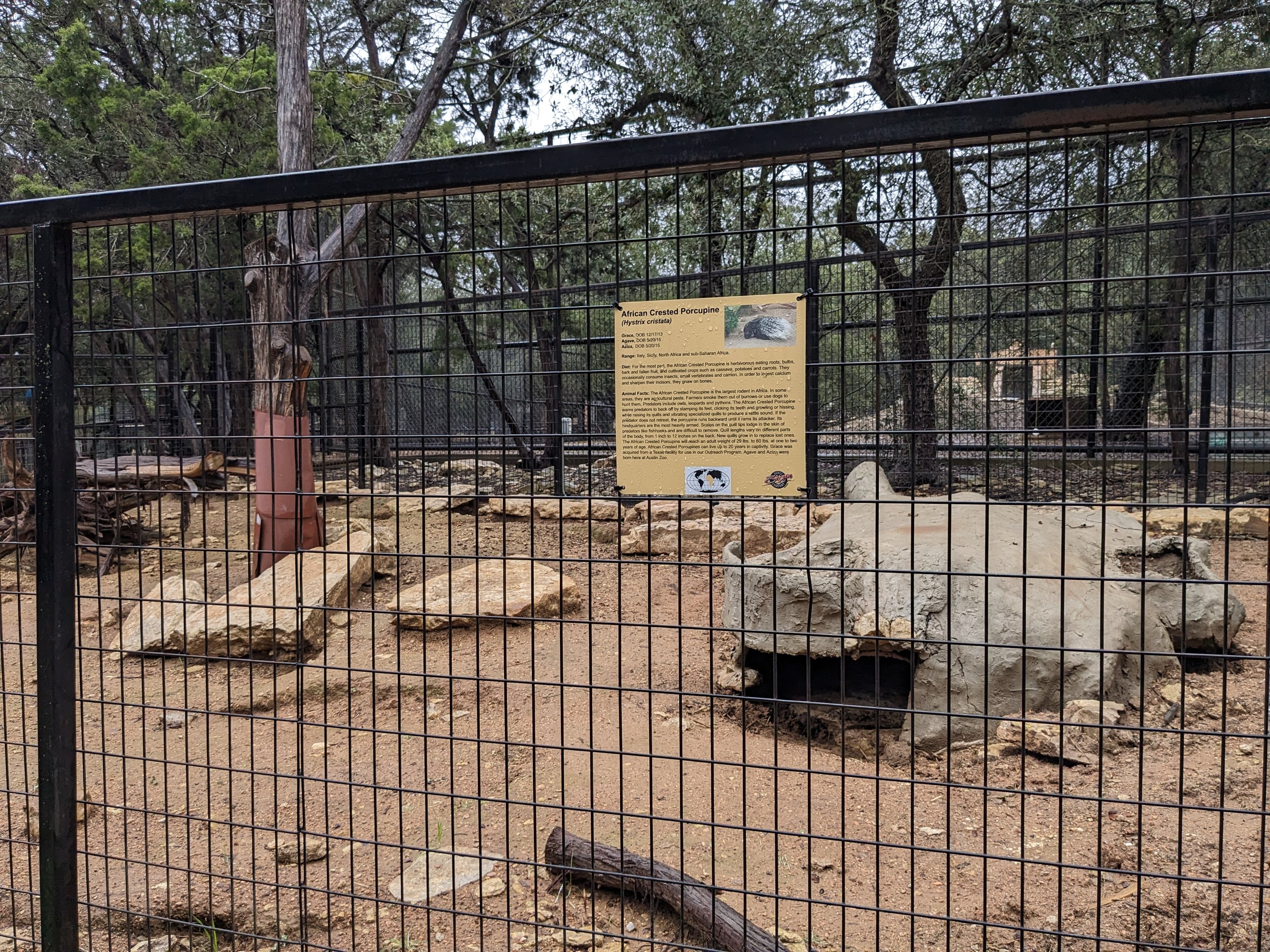 African crested porcupine enclosure.