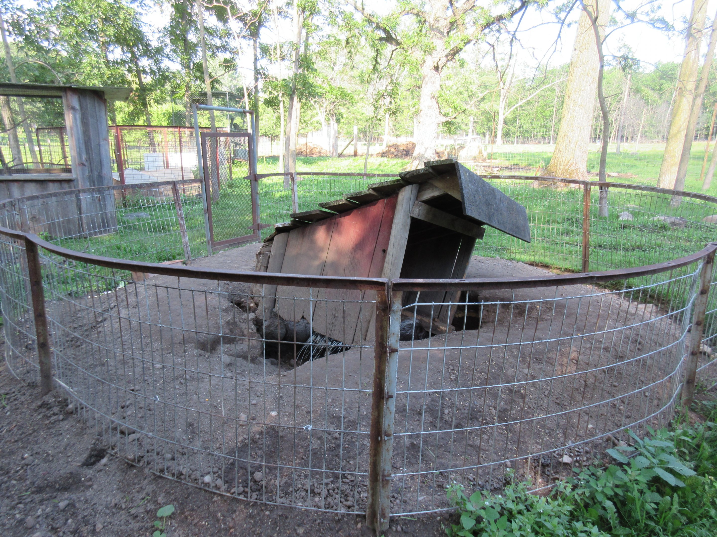 African Crested Porcupine Exhibit #1
