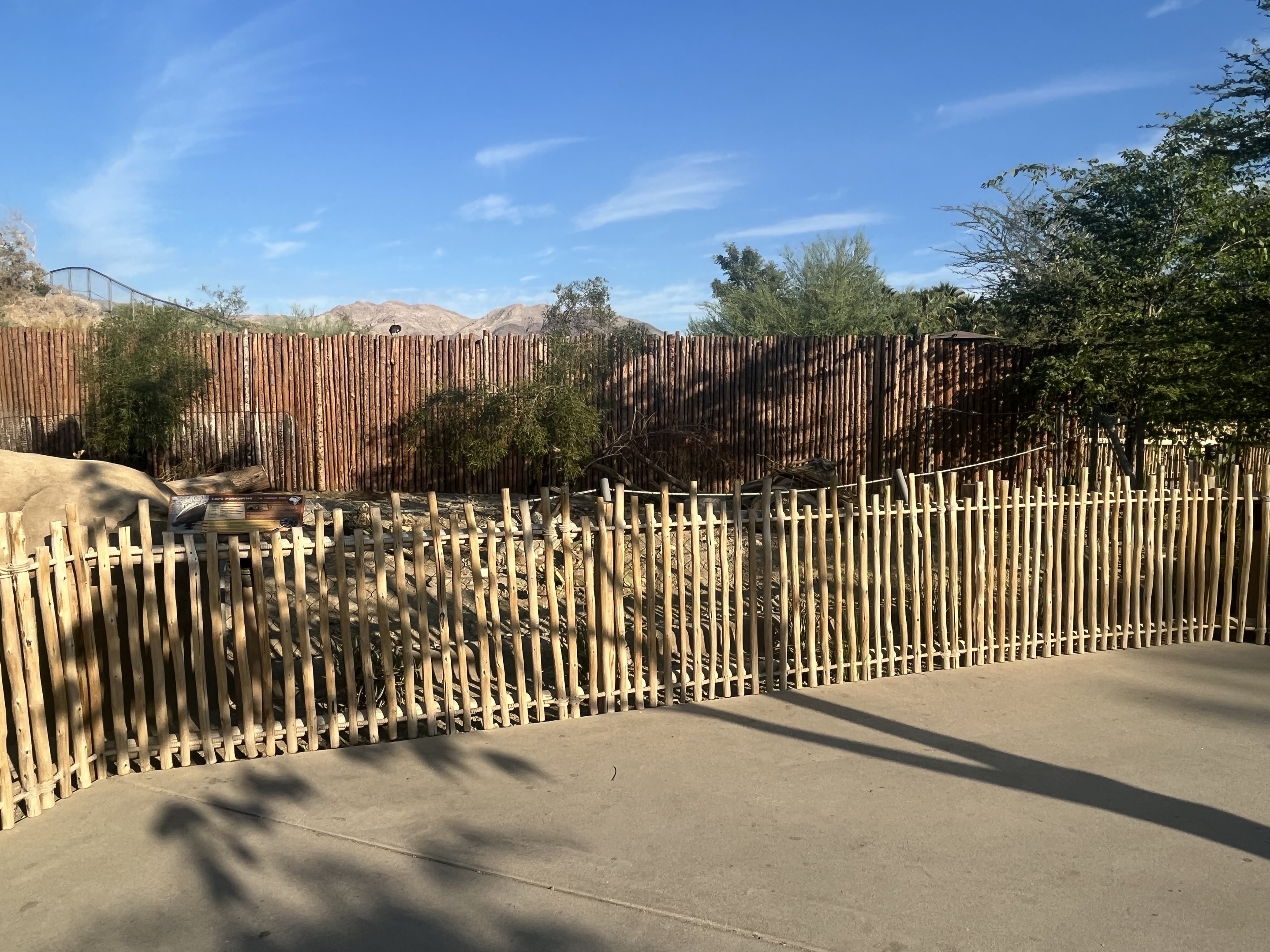African Crested Porcupine Exhibit #1