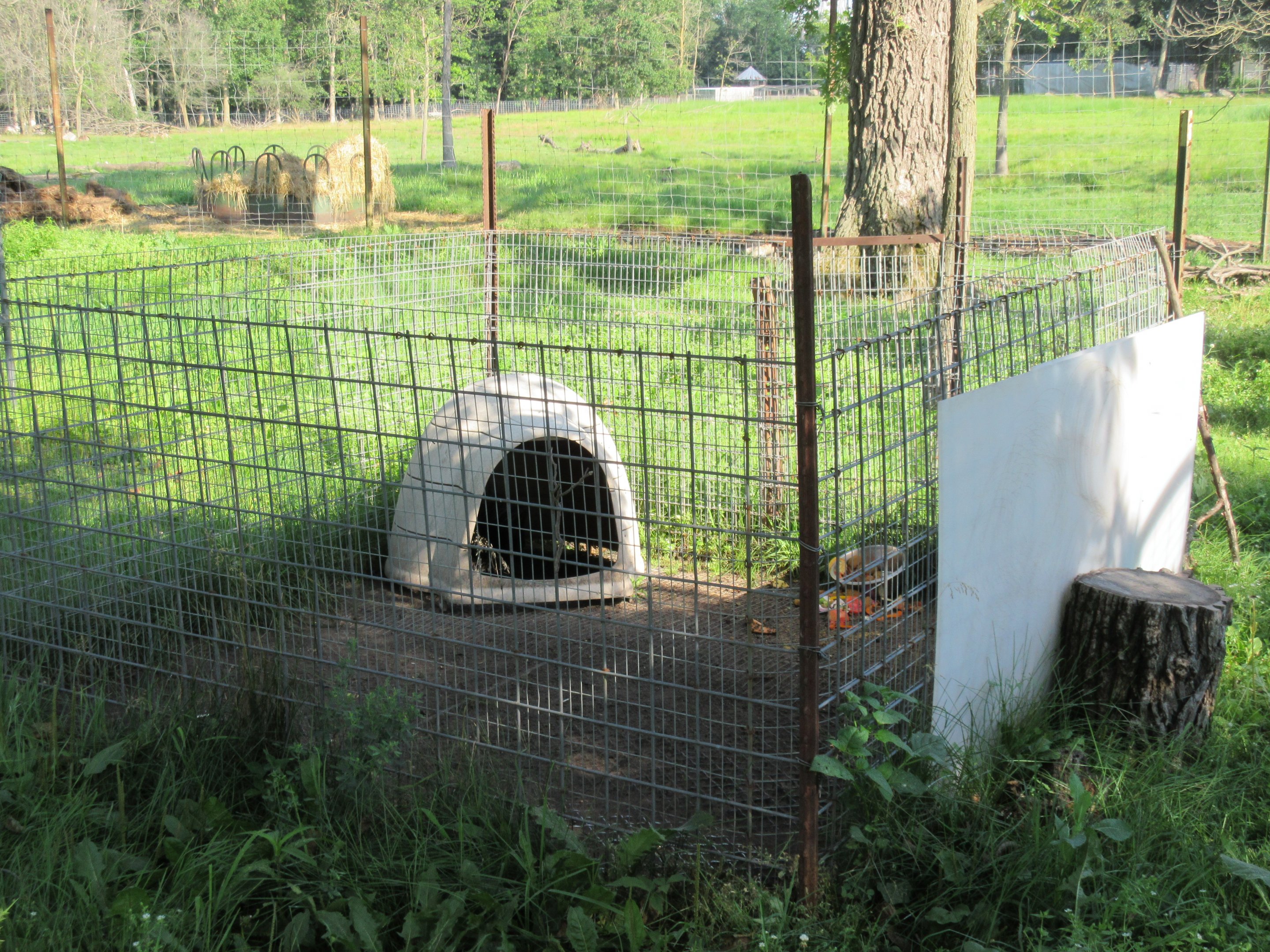 African Crested Porcupine Exhibit #2