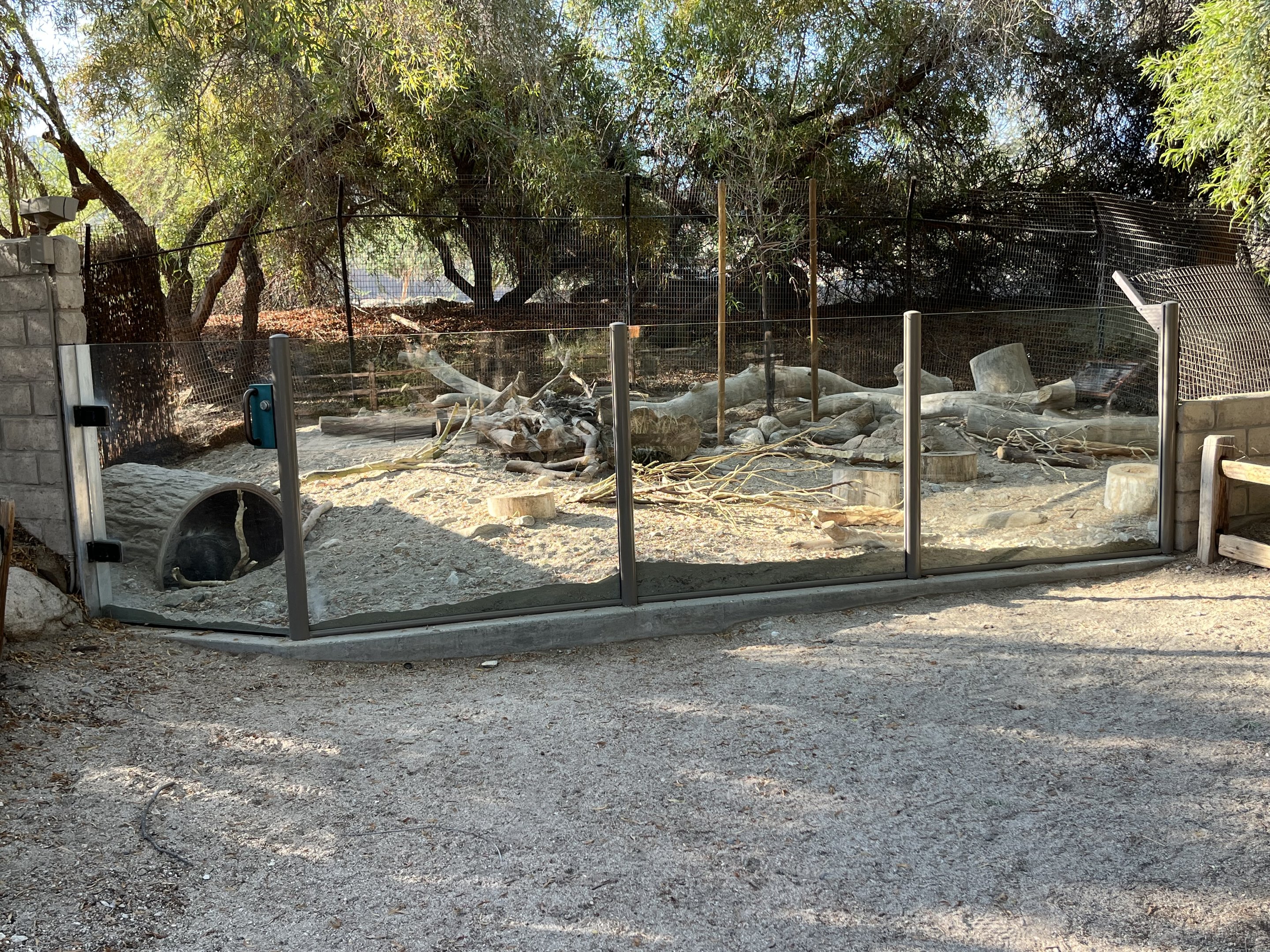 African Crested Porcupine Exhibit #2