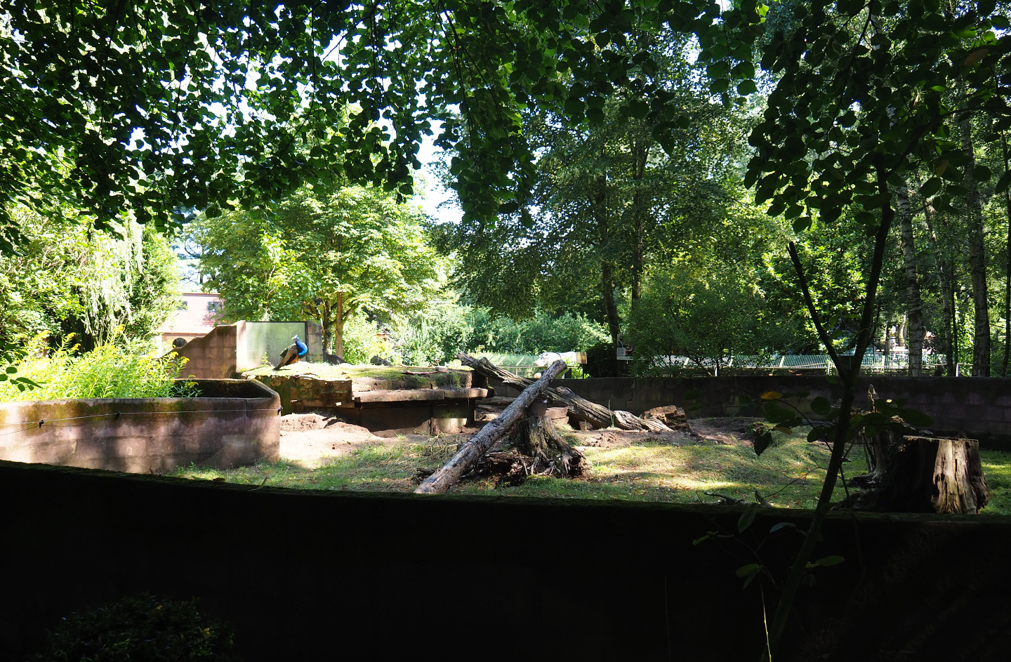 African crested porcupine exhibit, 2019-08-04