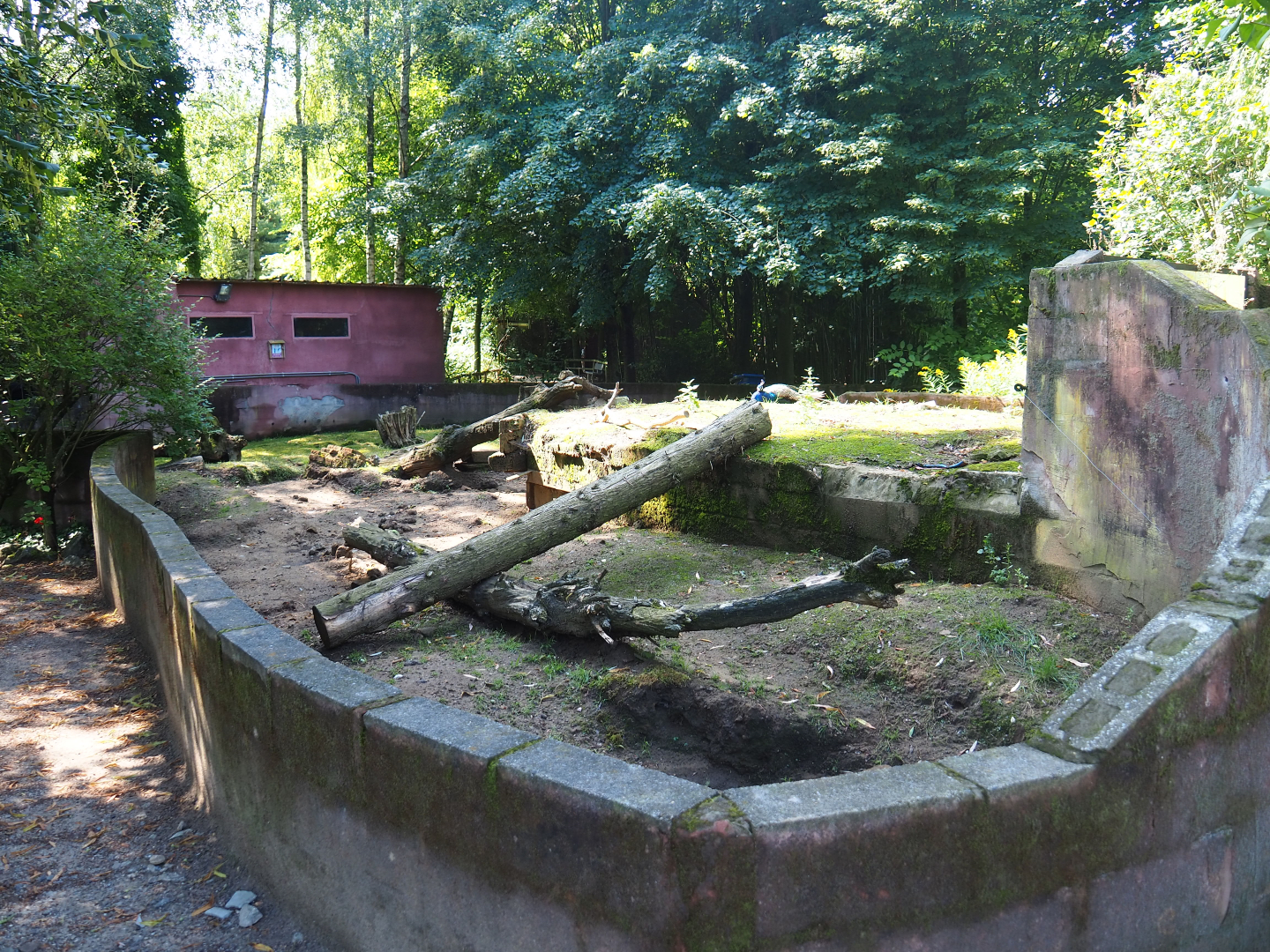 African crested porcupine exhibit, 2019-08-04