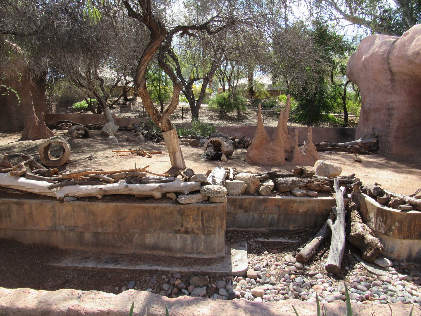 African Crested Porcupine Exhibit - 3/7/23