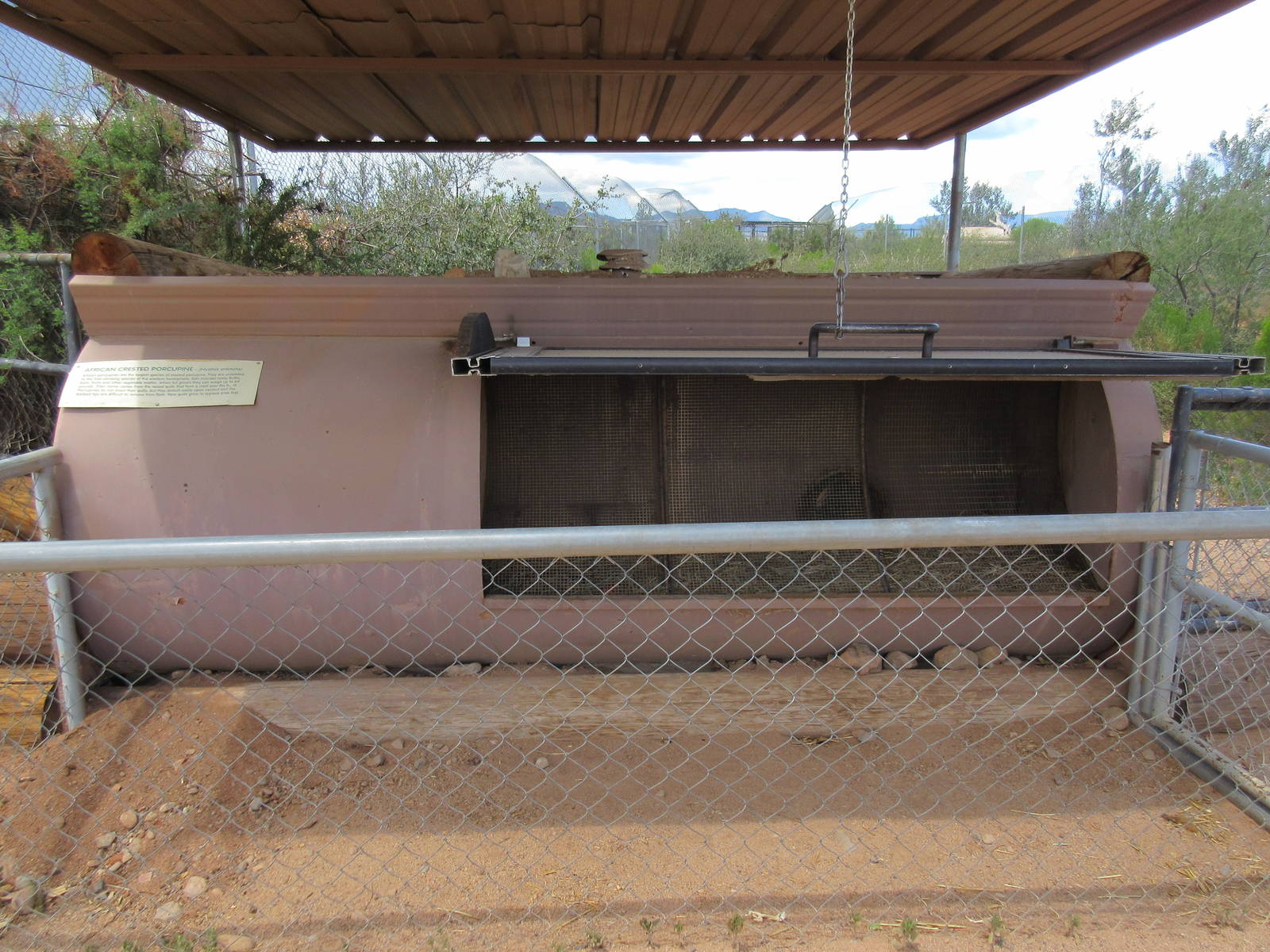 African Crested Porcupine Exhibit - den
