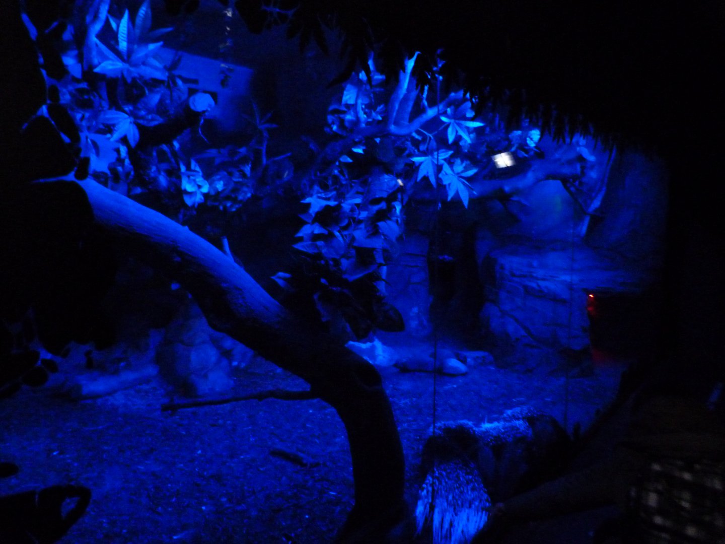 African crested porcupine exhibit -Faunia (2025)