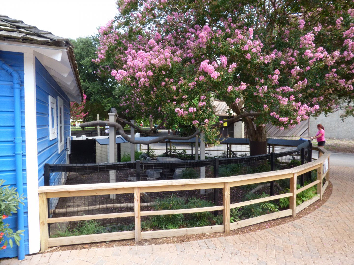 African Crested Porcupine Exhibit - Kids Farm
