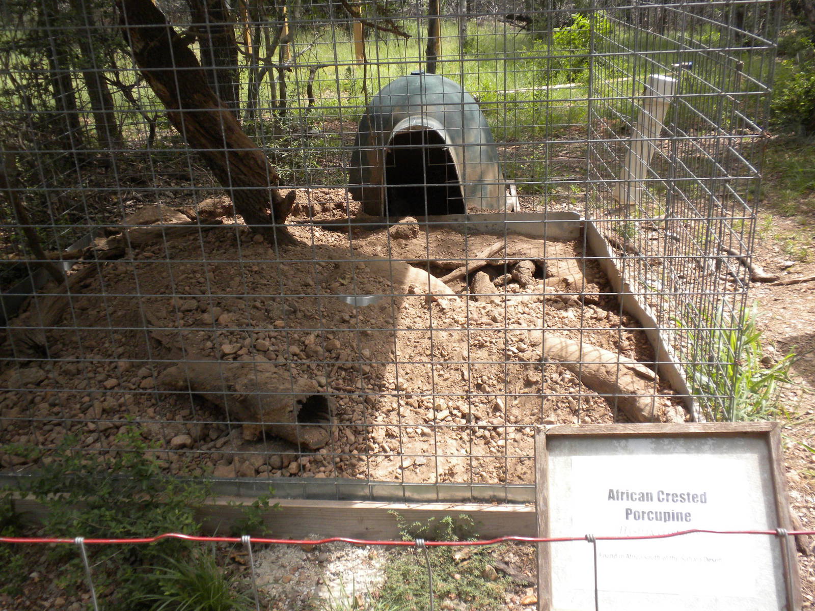 African Crested Porcupine exhibit