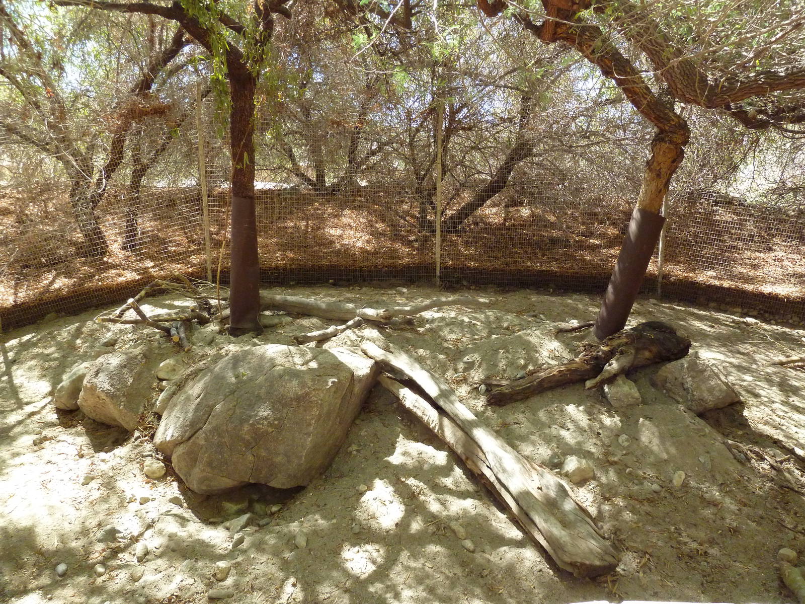 African Crested Porcupine Exhibit
