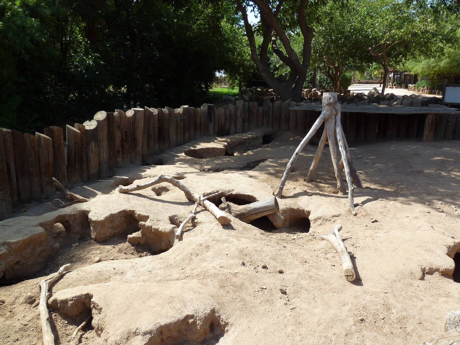 African Crested Porcupine Exhibit
