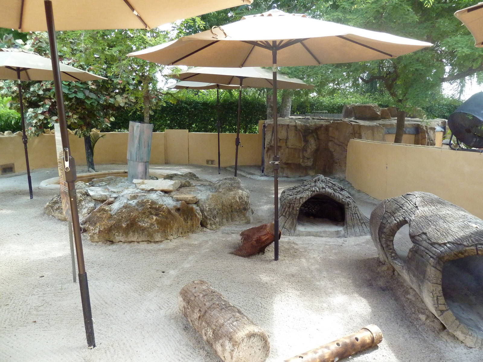 African Crested Porcupine Exhibit