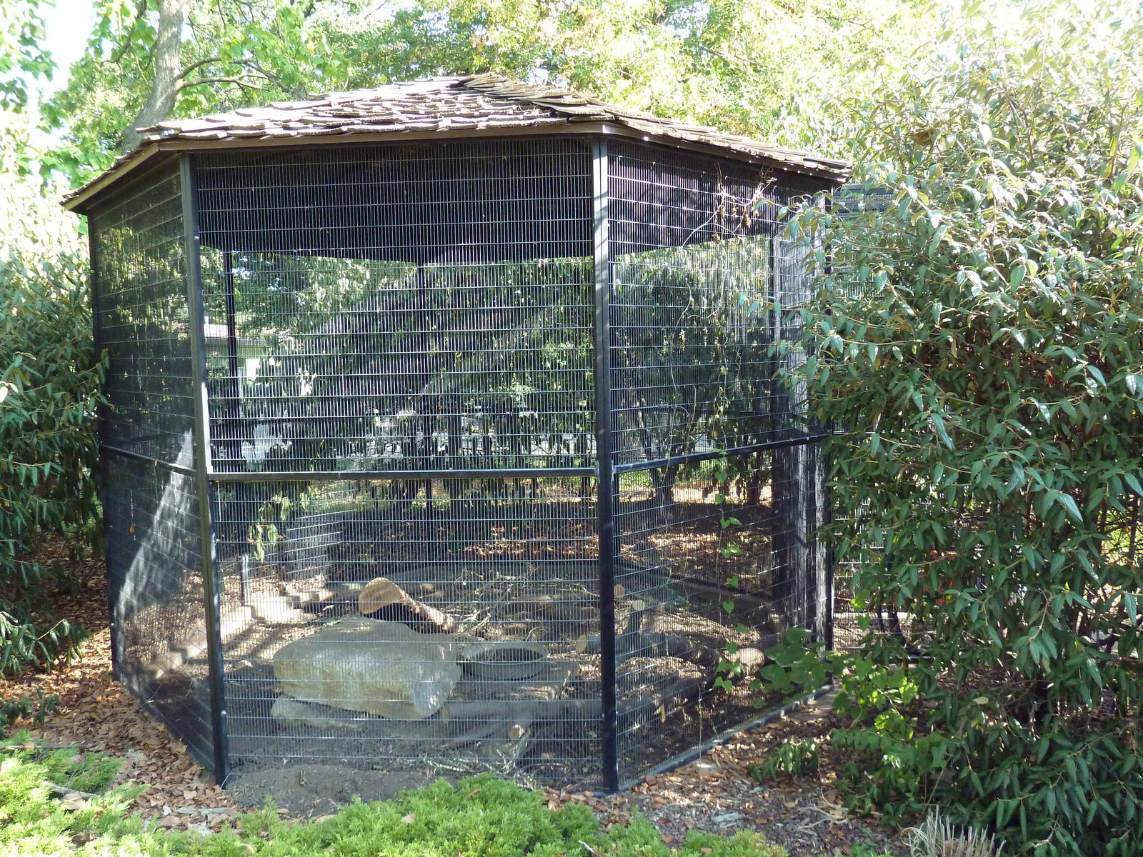African Crested Porcupine Exhibit