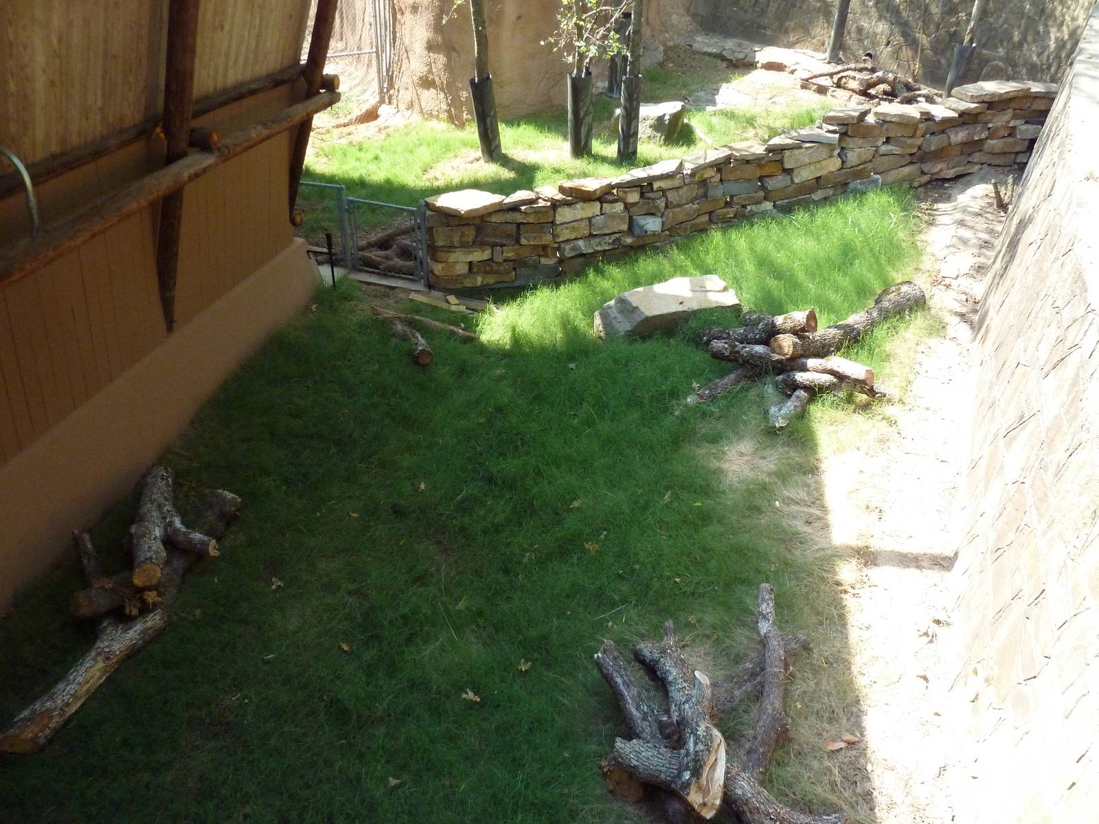 African Crested Porcupine Exhibit