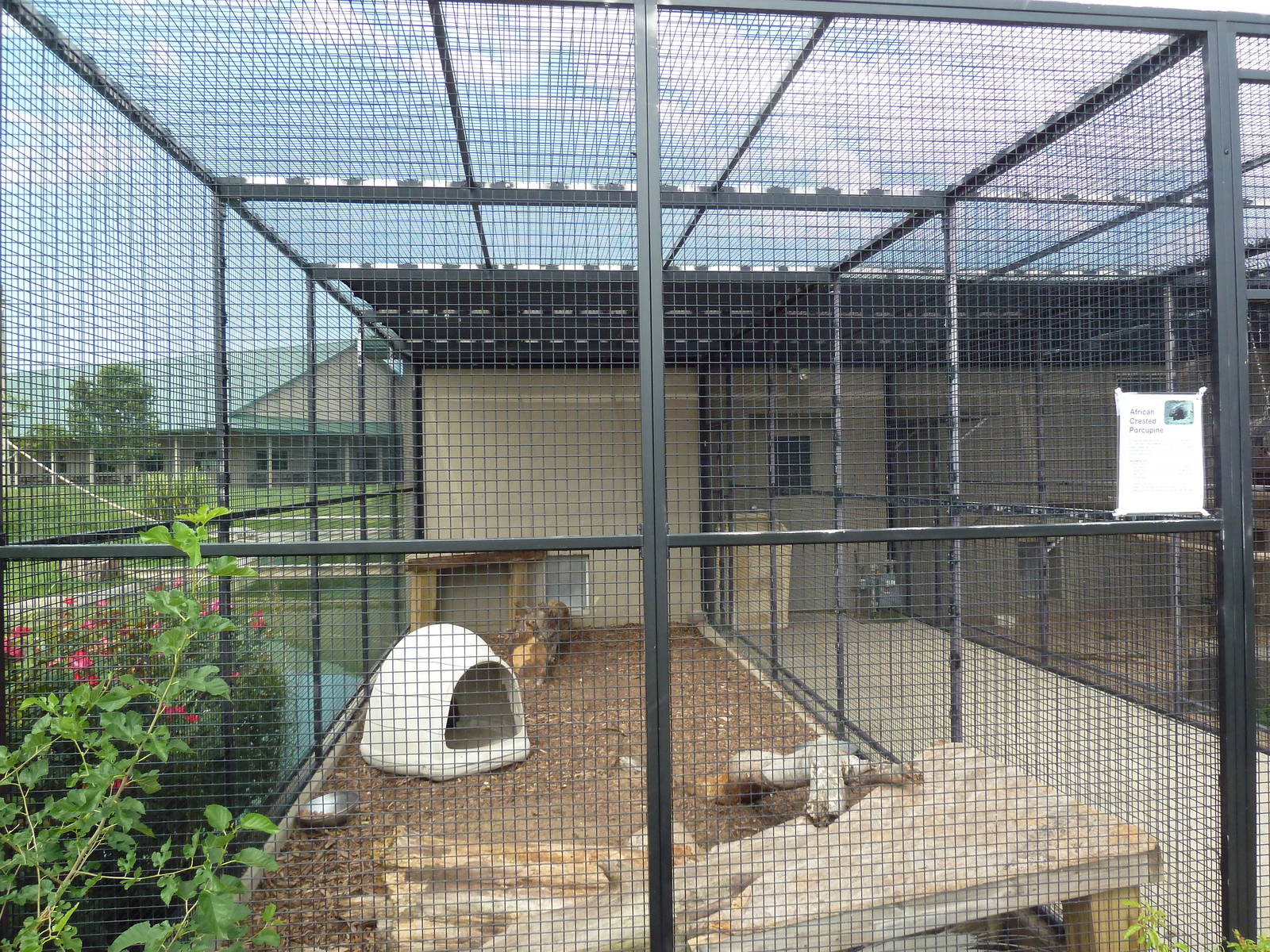 African Crested Porcupine Exhibit