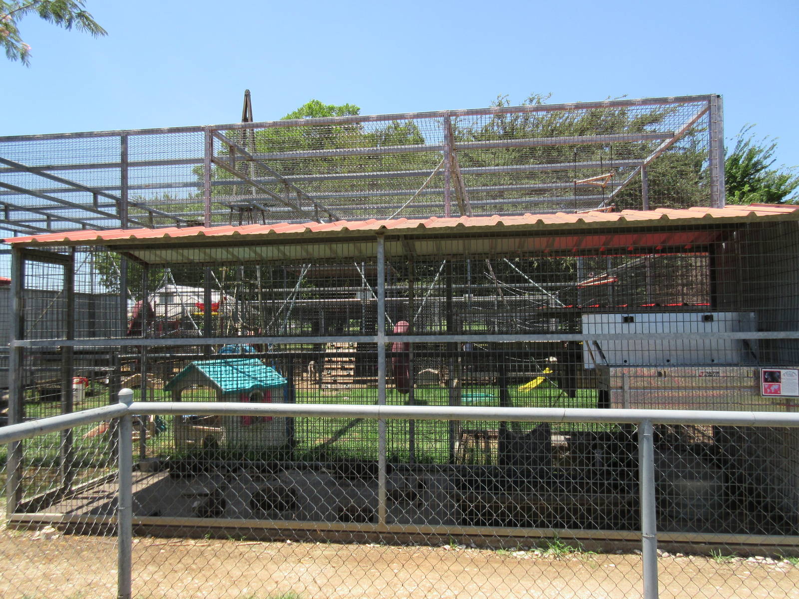 African Crested Porcupine Exhibit