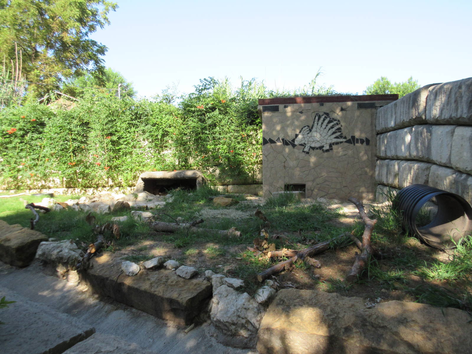 African Crested Porcupine Exhibit