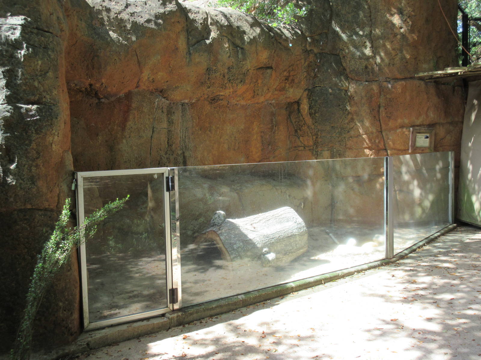 African Crested Porcupine Exhibit