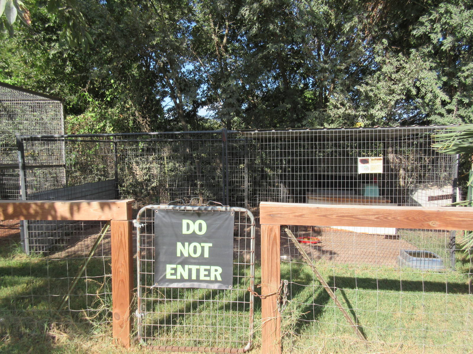 African Crested Porcupine Exhibit