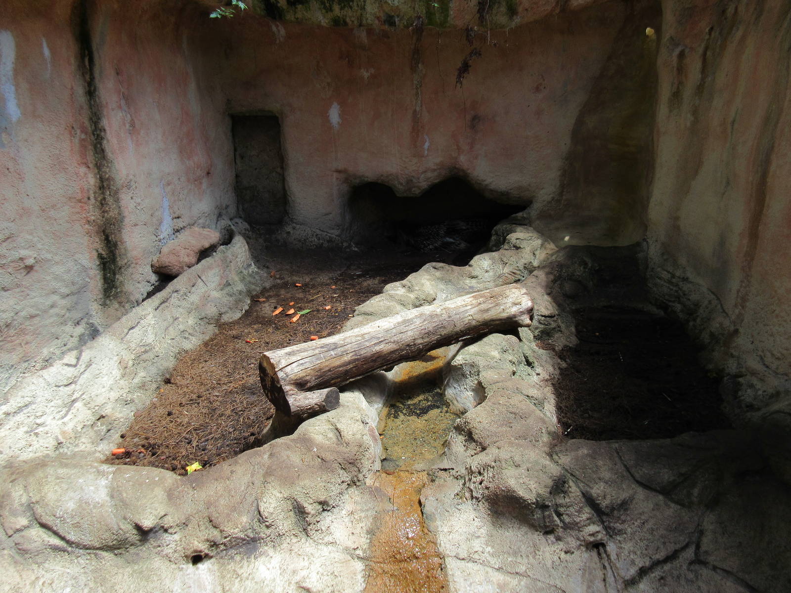 African Crested Porcupine Exhibit