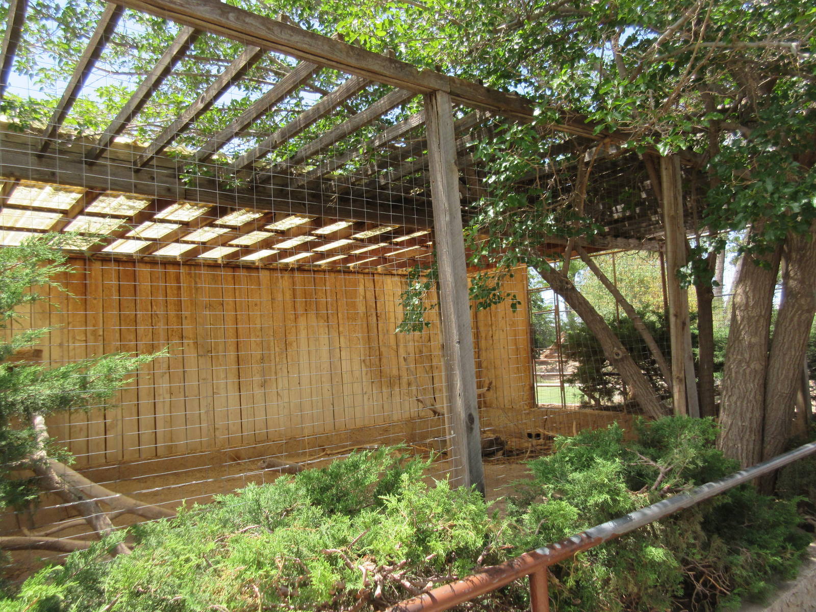 African Crested Porcupine Exhibit