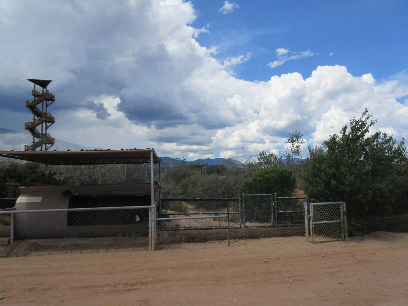 African Crested Porcupine Exhibit