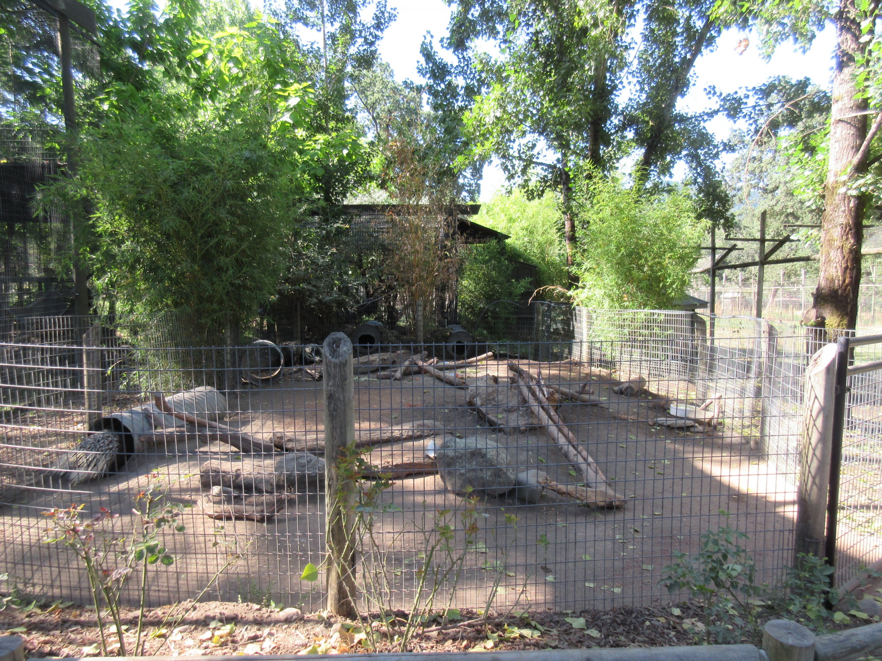 African Crested Porcupine Exhibit