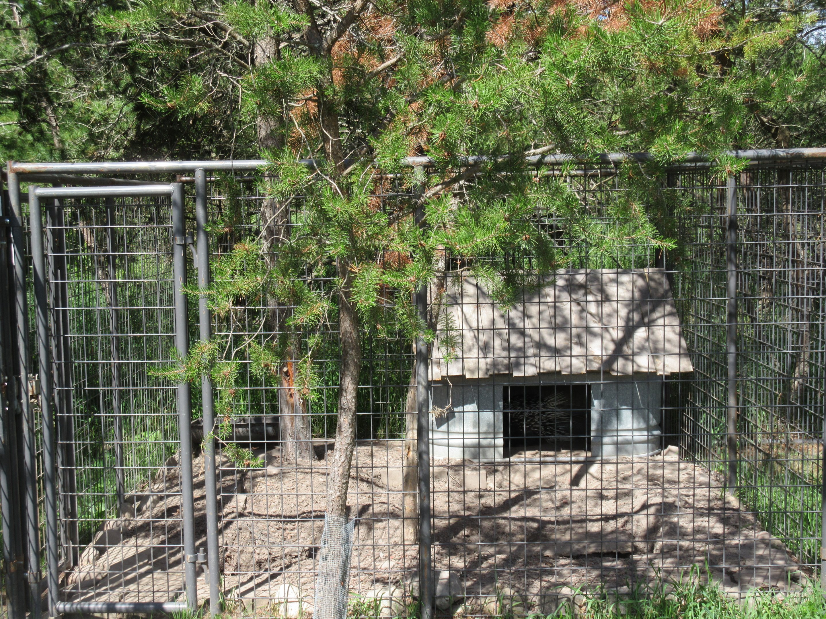 African Crested Porcupine Exhibit
