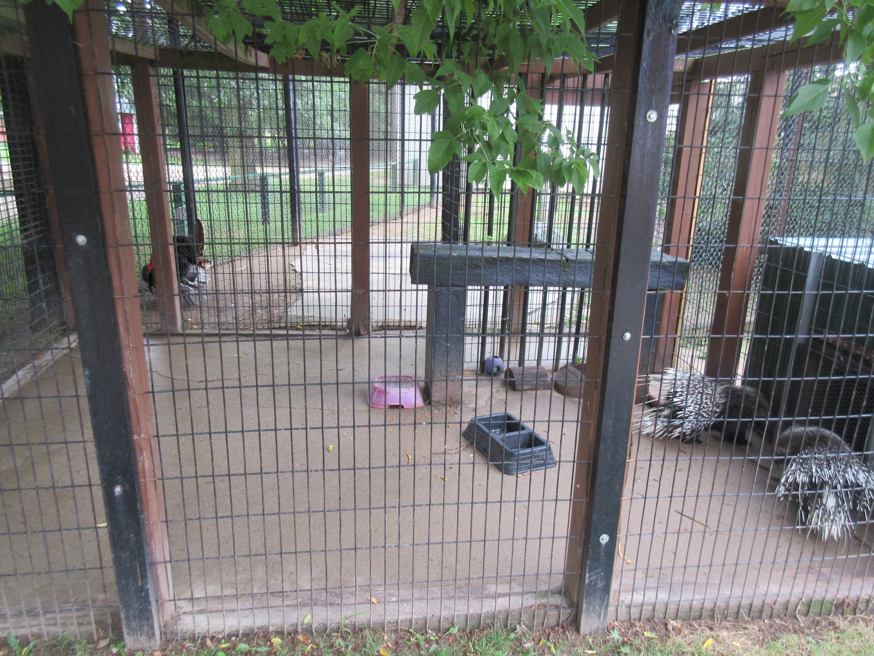 African Crested Porcupine Exhibit