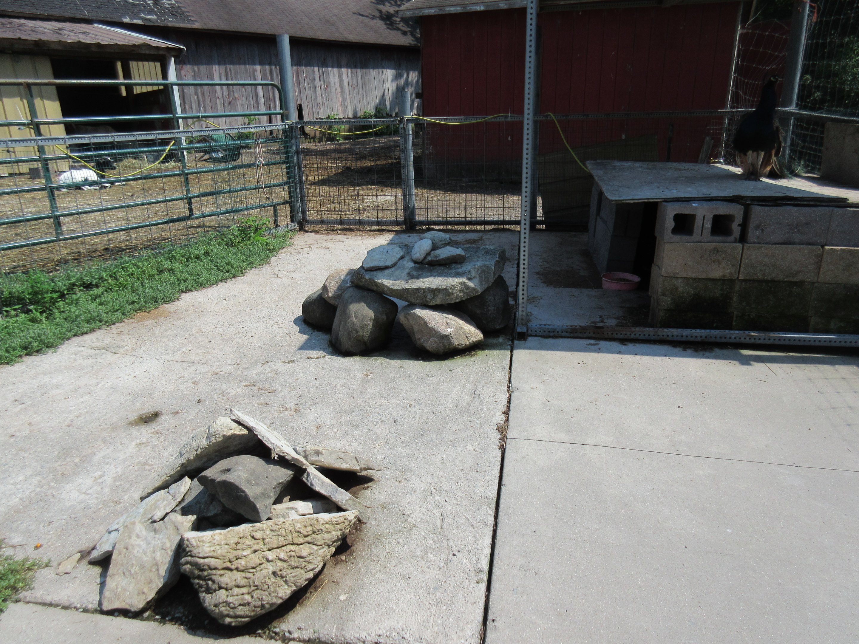 African Crested Porcupine Exhibit