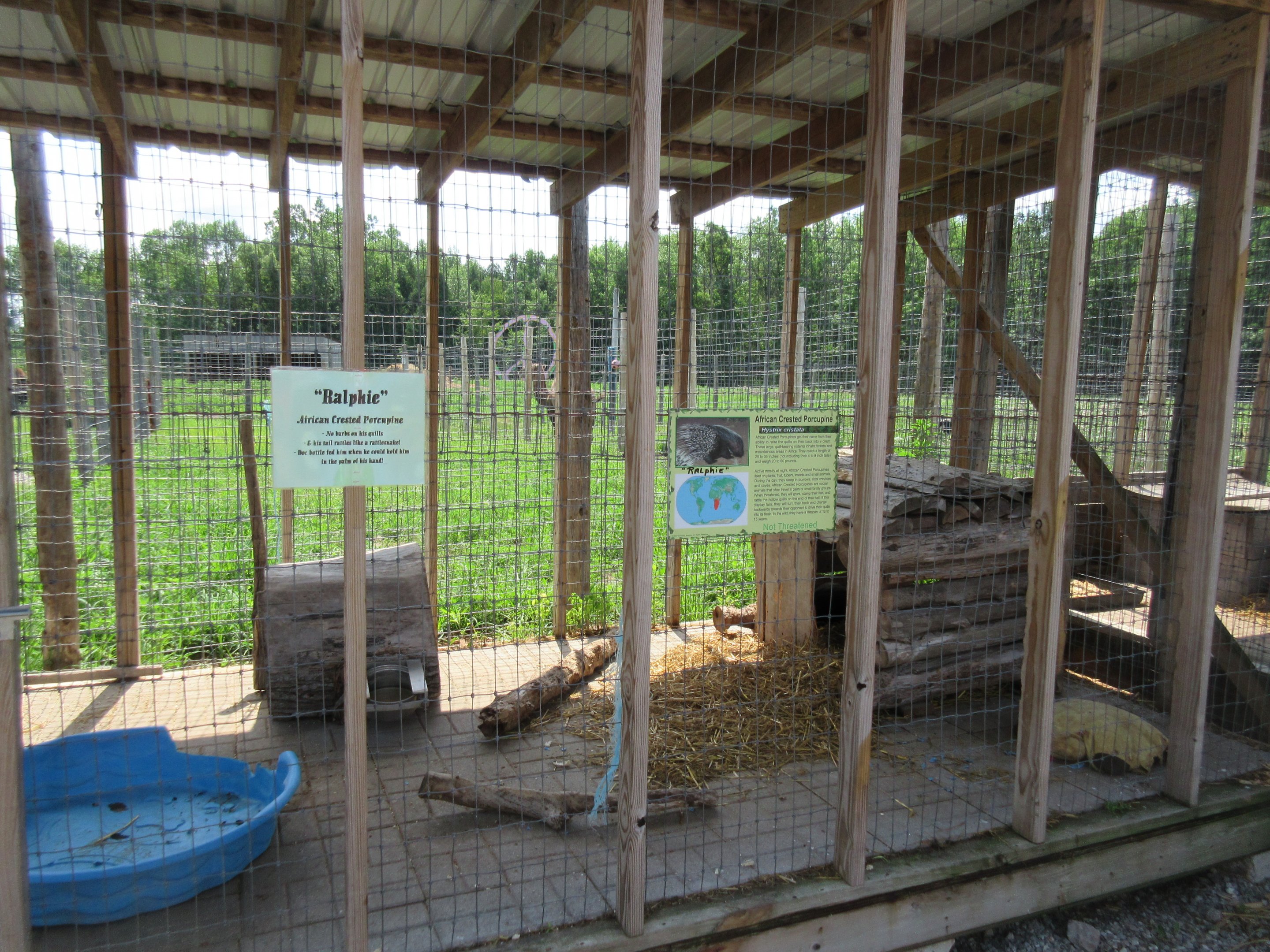 African Crested Porcupine Exhibit