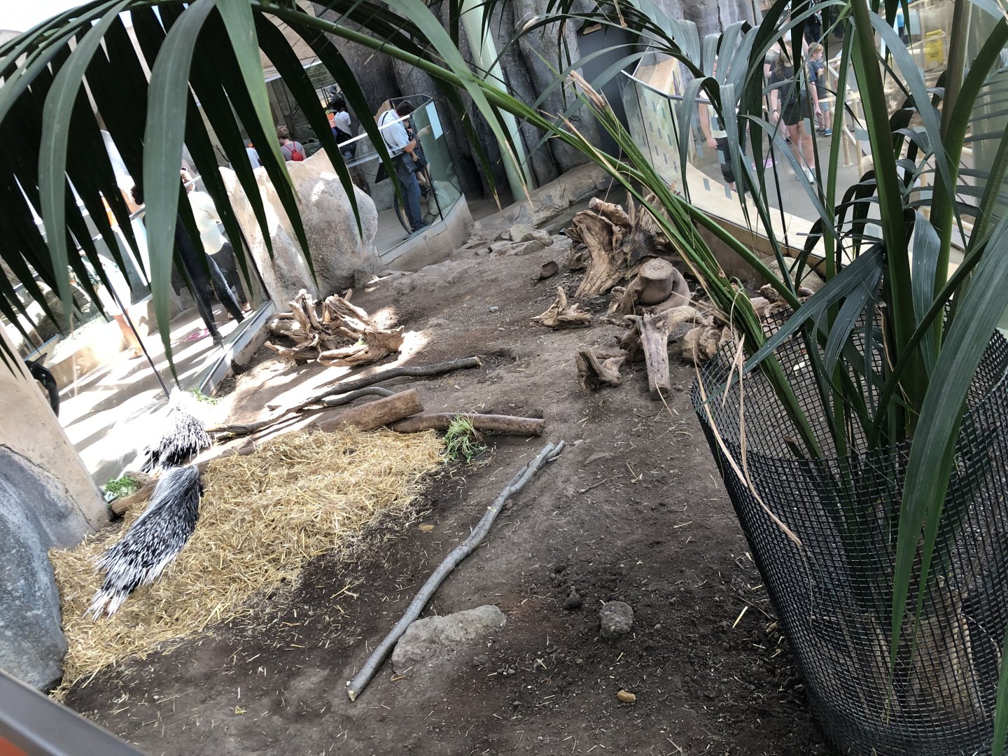 African Crested Porcupine Exhibit