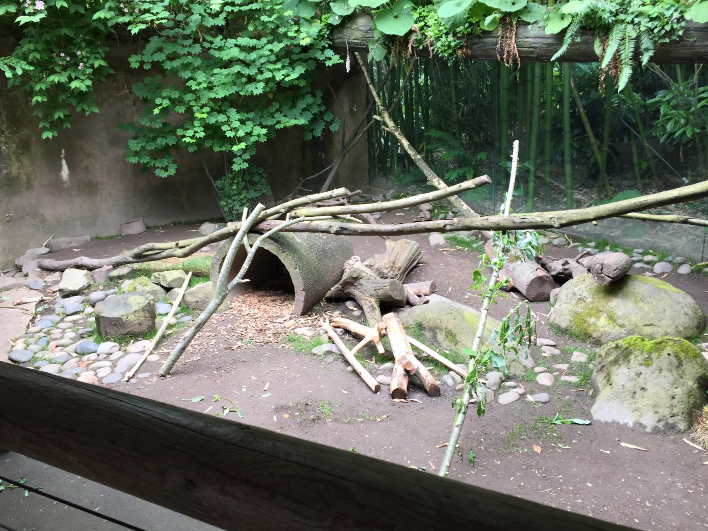 African Crested Porcupine Exhibit