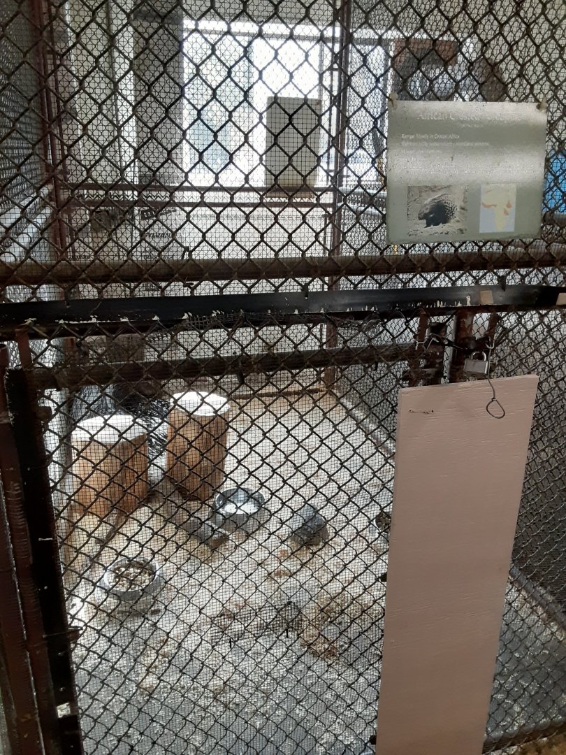 African Crested Porcupine exhibit