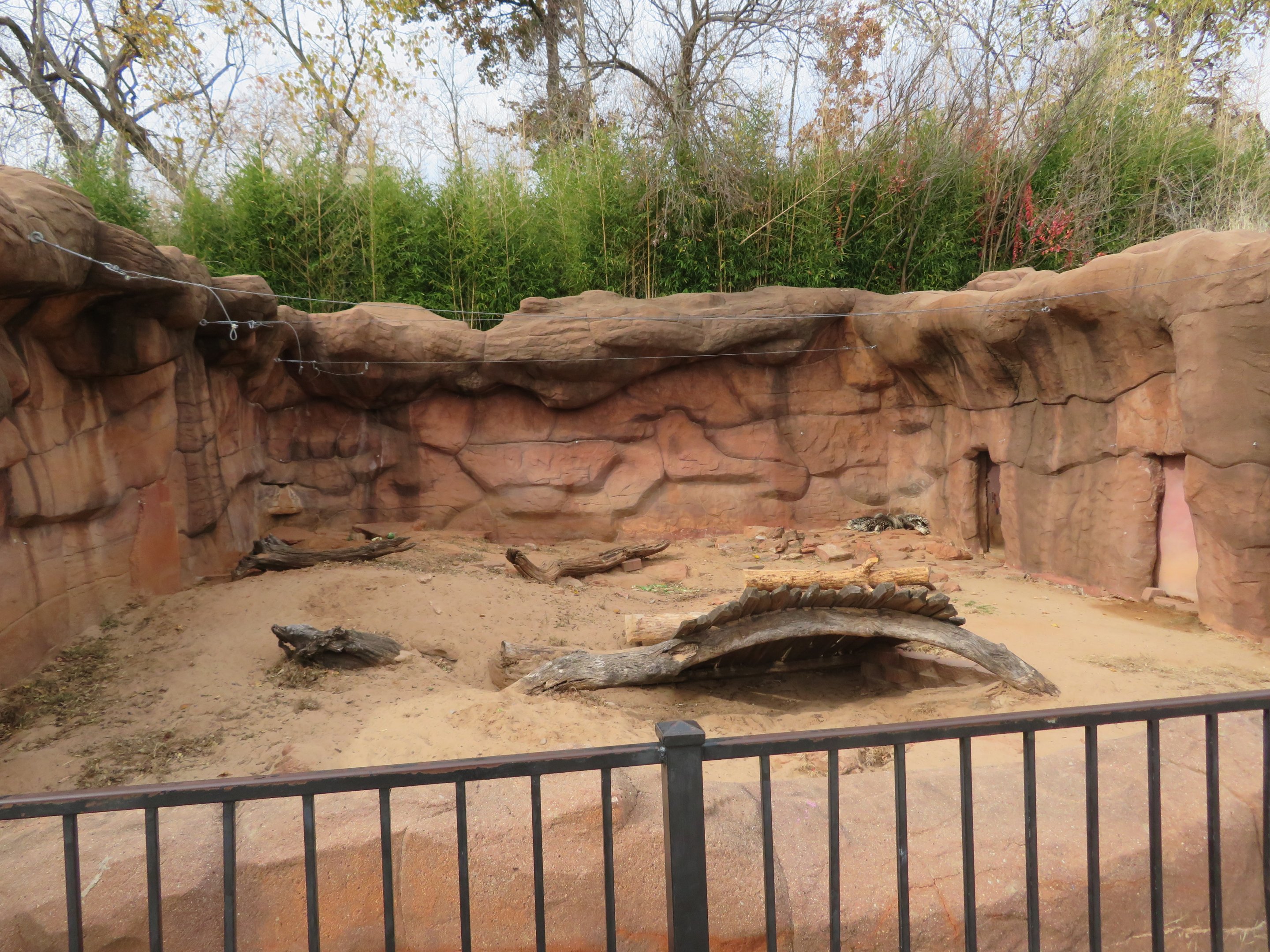 African Crested Porcupine Exhibit