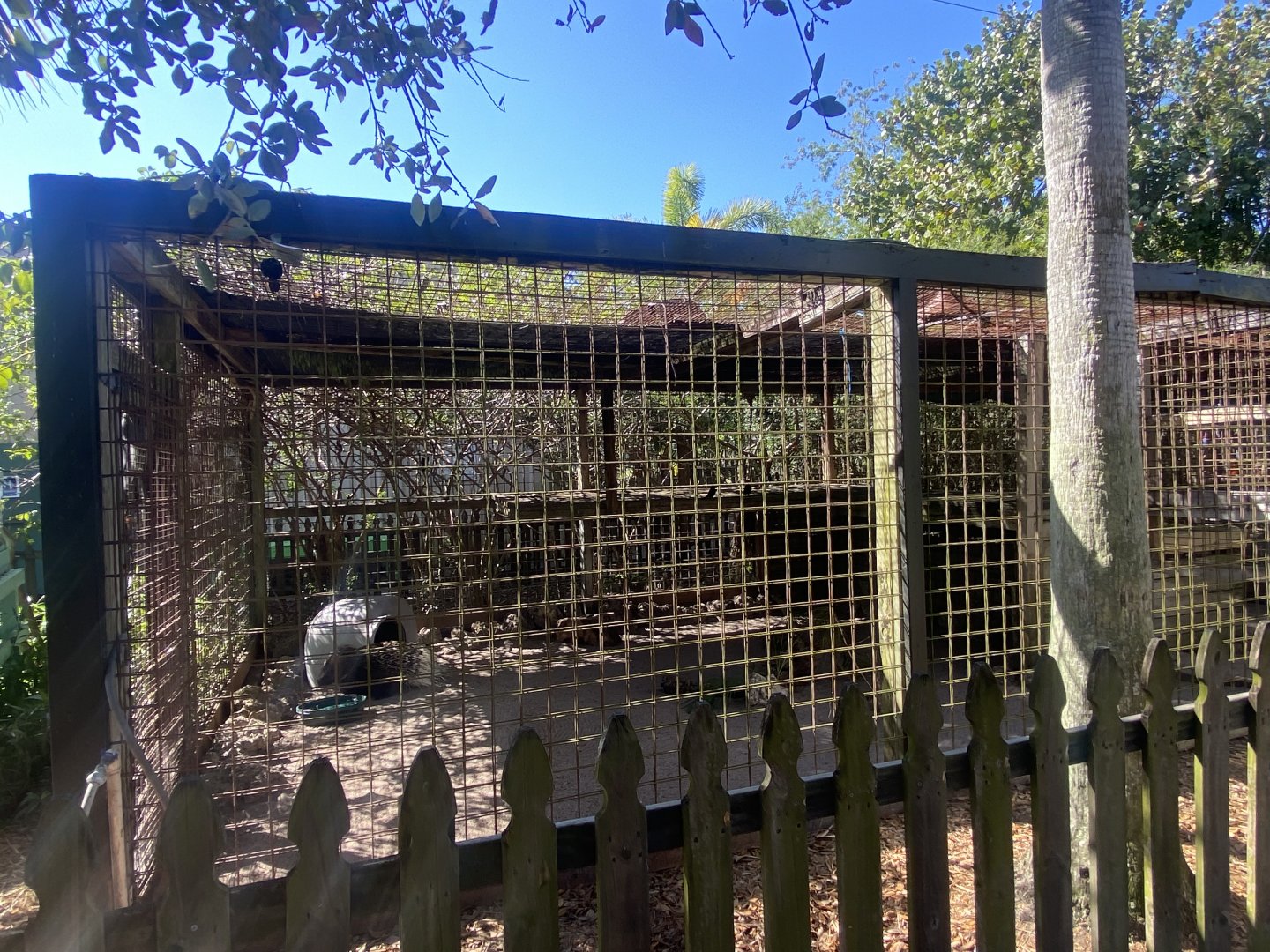 African Crested Porcupine Exhibit